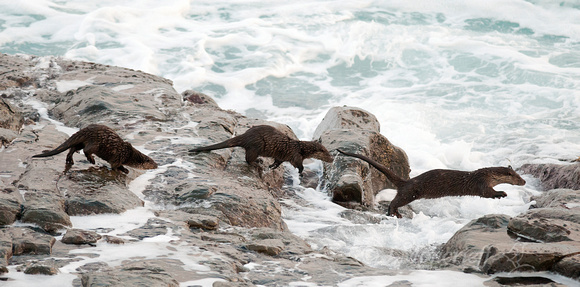 Shetland Otter Family Hunting