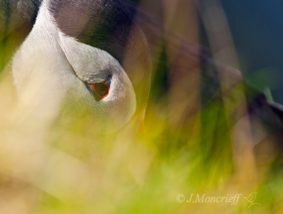 Puffin Among Grass, Shetland