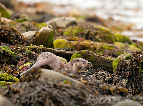 Shetland Otter on Shore