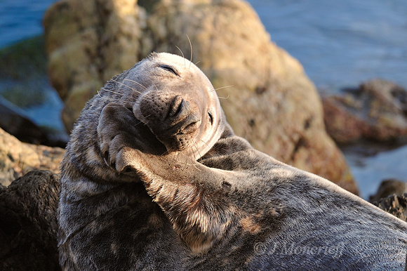 Flipper In Mouth Seal