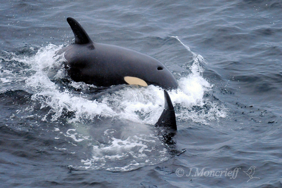 Orca, Killer Whales, Shetland