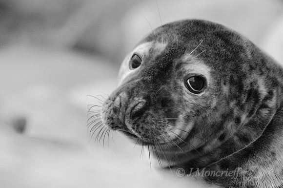 grey seal shetland wildlife nature mammal seals islands isles shetlands