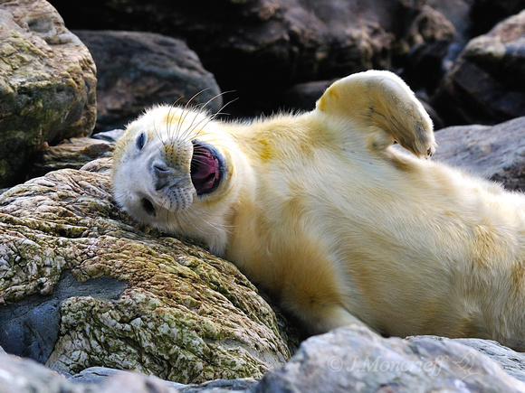 Happy Looking Grey Seal Pup