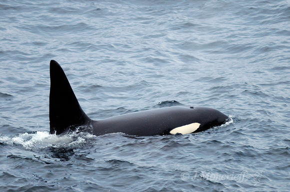 Orca, Killer Whales, Shetland