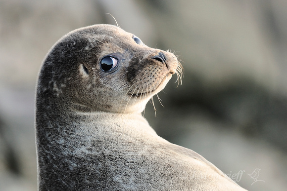 Over The Shoulder Selkie, Shetland, BWPA commended