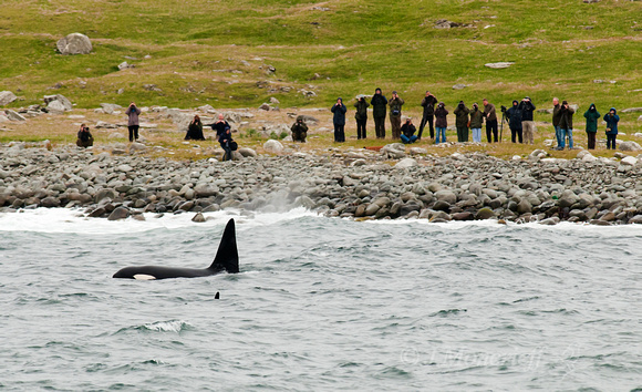 Orcas And Observers, Shetland